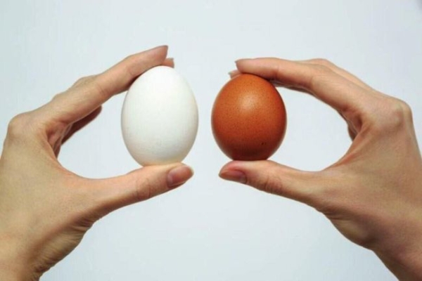 В Україні стався черговий обвал цін на яйця - INFBusiness
