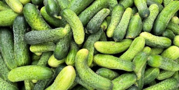 Ціни на огірки в Україні дешевшають на очах - INFBusiness