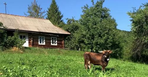 Нерухомість у Карпатах: хатинка з грубкою за 5 000 доларів та палаци в асортименті - INFBusiness