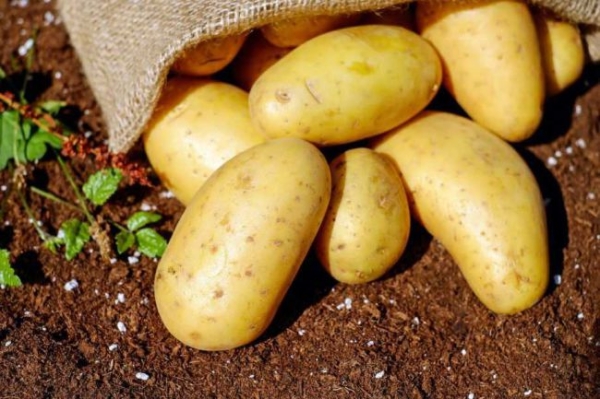 6919_potatoes-vegetables-erdfrucht-bio-1442-920x613.jpeg (64.05 Kb)