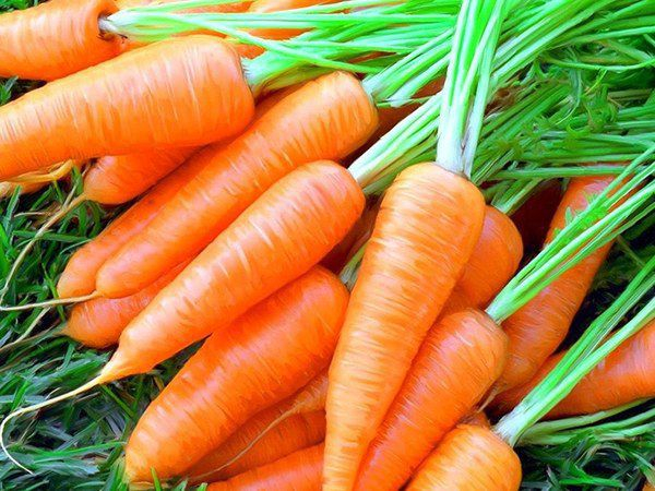 В Україні суттєво подорожчала морква - INFBusiness