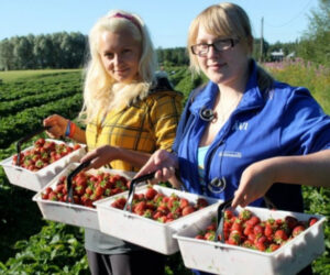 Чи очікується в Україні найближчим часом здешевлення полуниці