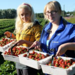 Золота ягода: ціни на полуницю в Україні поки космічні - INFBusiness