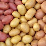 Ціни на молоду картоплю лякають українців - INFBusiness