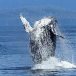 Bitcoin Whale перевів 6 млн у BTC після 11 років - INFBusiness