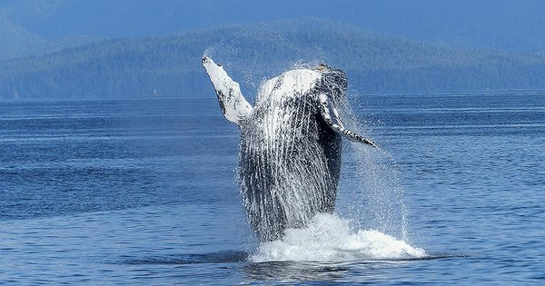 Bitcoin Whale перевів $116 млн у BTC після 11 років - INFBusiness