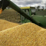 В Україні може відчутно подорожчати хліб - INFBusiness