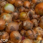 Чому росте ціна на цибулю: що буде далі? - INFBusiness