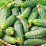 Огірки в Україні різко подорожали. - INFBusiness