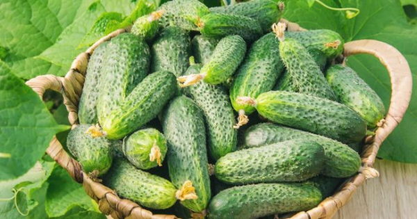 Продукція українських тепличних заводів дорожчає третій тиждень поспіль. Ціни на огірки в Україні зростають, як лісова пожежа - INFBusiness