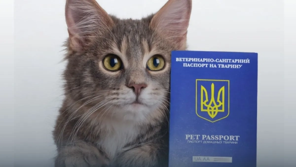 Як отримати ветеринарний паспорт для кота або собаки: інструкція