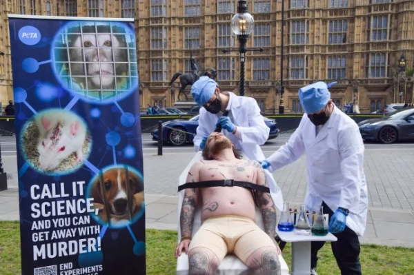 ЛОНДОН, ВЕЛИКА БРИТАНІЯ – 24.04.2025: Активісти PETA (Люди за етичне ставлення до тварин) у костюмах влаштували жахливий протест, зображуючи процедури експериментів на тваринах, біля будівлі парламенту, закликаючи уряд поступово припинити всі експерименти на тваринах. Акція відзначена Всесвітнім днем тварин у лабораторіях. (Фото Вука Валчича/SOPA Images/LightRocket via Getty Images)