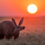 15 приголомшливих знімків з премії «Фотограф природи року» - INFBusiness