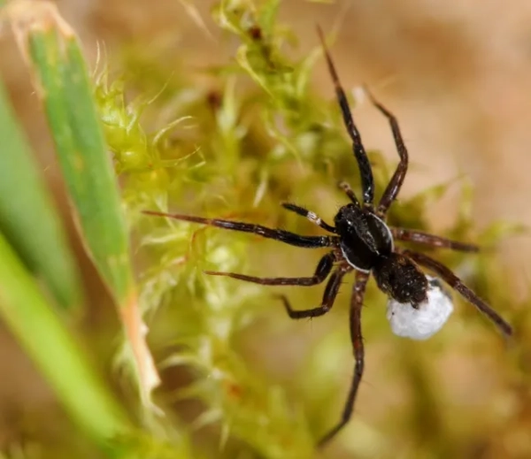 Надзвичайно рідкісний вид павука, який міг би бути назавжди втрачений у Великій Британії, був знову відкритий через 40 років після того, як його востаннє бачили. Аулонія білокуска (Aulonia albimana) під ембаргом 0001 Четвер, 30 жовтня 2025 року Рідкісний павук знову відкритий у Великій Британії через 40 років — якраз вчасно до Хеллоуїна. Критично зникаючий «Білокульковий вовчий павук» знайдений на острові Вайт. Повторне відкриття є результатом зусиль Національного фонду збереження, що фінансуються Natural England — за підтримки гебридських овець. Британське арахнологічне товариство називає знахідку «одним із епічних відкриттів «втраченого виду» століття у Великій Британії». Кампанія New Trust закликає людей спостерігати за дикою природою цієї осені.