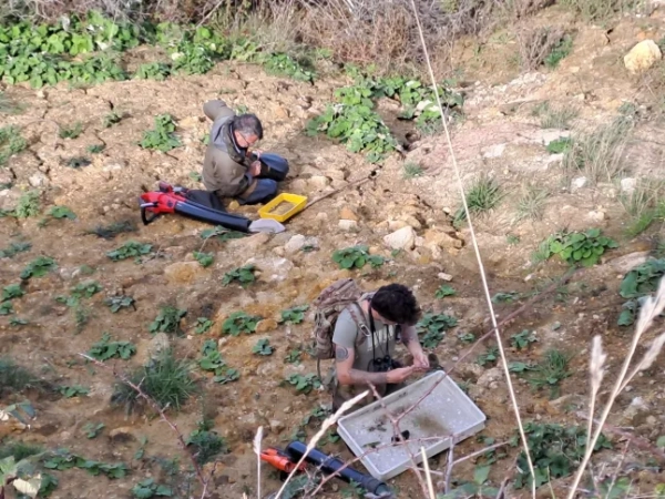 Надзвичайно рідкісний вид павука, який міг би бути назавжди втрачений у Великій Британії, був знову відкритий через 40 років після того, як його востаннє бачили. Ентомологи Національного природного заповідника Ньютаун під забороною на в'їзд 0001 Четвер, 30 жовтня 2025 року Рідкісний павук знову відкритий у Британії через 40 років — якраз вчасно до Хеллоуїна Критично зникаючий «Білокінцевий вовчий павук» знайдений на острові Вайт. Повторне відкриття є результатом зусиль Національного фонду з охорони природи, що фінансуються Natural England — за підтримки гебридських овець. Британське арахнологічне товариство називає знахідку «одним із епічних відкриттів «втраченого виду» століття у Британії». Кампанія New Trust закликає людей спостерігати за дикою природою цієї осені.