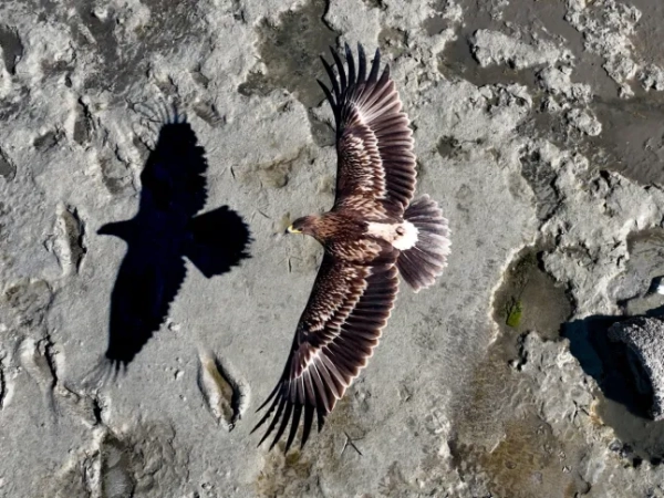 Премія з фотографування дроном 2025