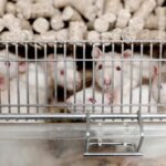 У Великій Британії лабораторних щурів замінять мікрочіпами у новому плані поступової відмови від тестування на тваринах - INFBusiness