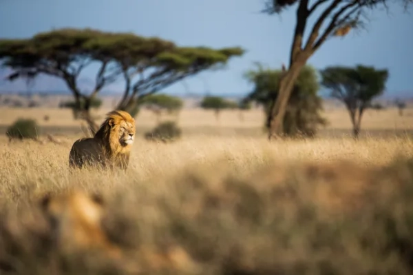 Ваше тіло думає, що щодня бореться з левами, але одна звичка може допомогти - INFBusiness