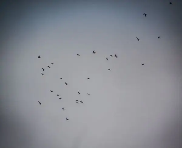 Вчені з'ясували, що чорнобильська радіація серйозно впливає на птахів