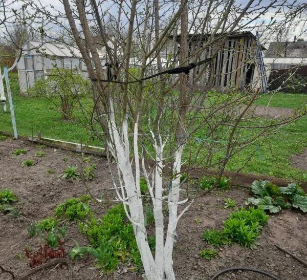 Daewoo Power Products DAG 550 та Huter EHT-650: можна впоратися однією рукою&hellip;