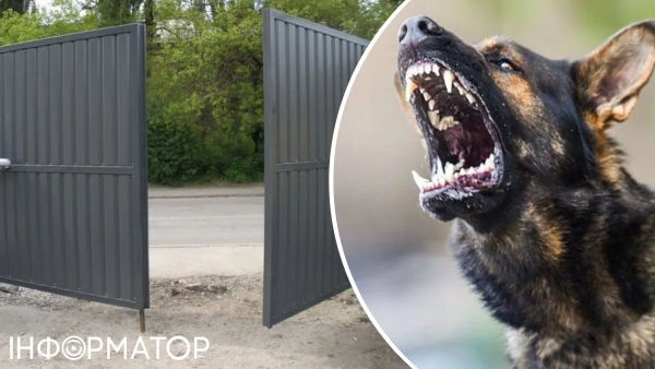 Біля Києва чоловік забув відчинити ворота, і його бійцівські собаки напали на сусідку –&hellip;