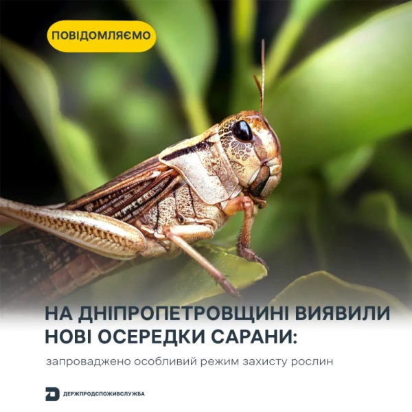 Сарана Сарана