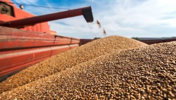Польща заповнена власним збіжжям: Україна зможе вивезти лише 31% сільськогосподарської продукції