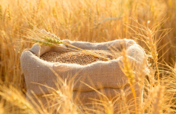 Україна зменшила експорт сільськогосподарських товарів на 57%: морські перевезення фактично припинилися