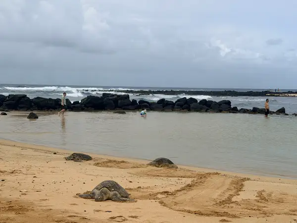Пляж з морськими черепахами та трьома людьми у воді
